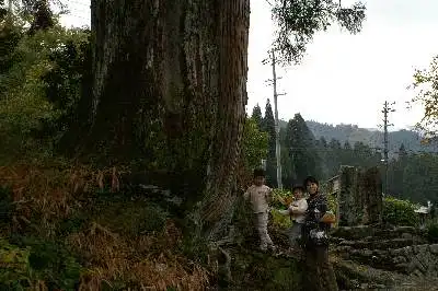 杉原の大杉